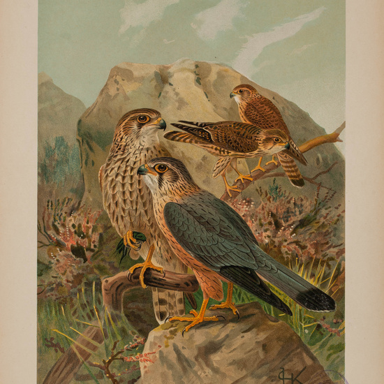 IES_CARDENALCISNEROS_AVES_LAMINAS_168