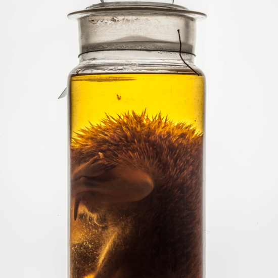 IES_CARDENALCISNEROS_CIENCIASNATURALES_289