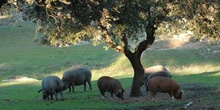 Cerdos en la dehesa, Extremadura