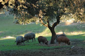 Cerdos en la dehesa, Extremadura