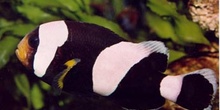 Pez payaso (Amphiprion polymnus)
