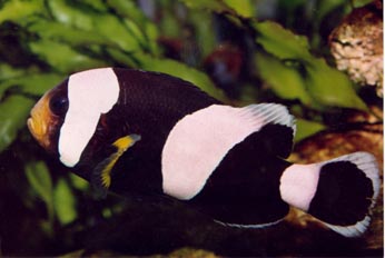 Pez payaso (Amphiprion polymnus)