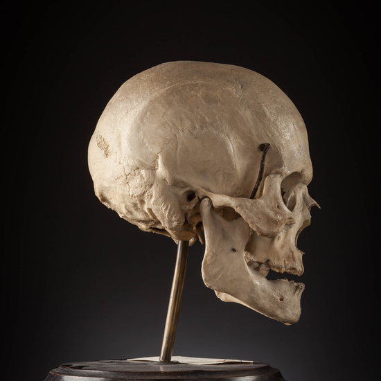 IES_SANISIDRO_MUSEO_Craneos_021