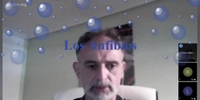 Los anfibios II