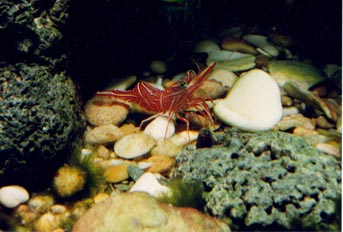 Gamba (Lismata grabhami)