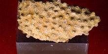 Sareiluna organum (Coral) Silúrico