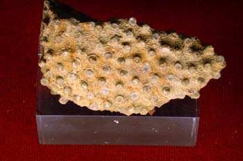 Sareiluna organum (Coral) Silúrico
