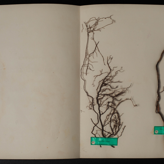 IES_SANISIDRO_MUSEO_Botanica_060