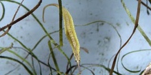 Caballito de mar (Hippocampus sp)