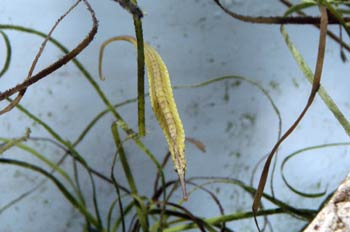 Caballito de mar (Hippocampus sp)