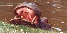 Hipopótamo (Hippopotamus amphibius)