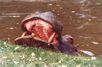 Hipopótamo (Hippopotamus amphibius)