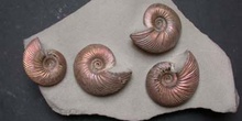 Paracadoceras sp. (Ammonites) Jurásico