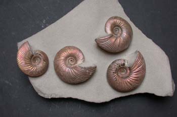 Paracadoceras sp. (Ammonites) Jurásico