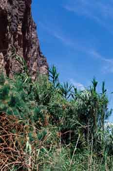 Vegetación de montaña