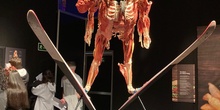 Visita "Body Worlds" en IFEMA, Madrid, 17 de marzo de 2022