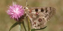 Pavón diurno - Apolo (Parnassius apollo)