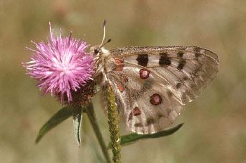 Pavón diurno - Apolo (Parnassius apollo)