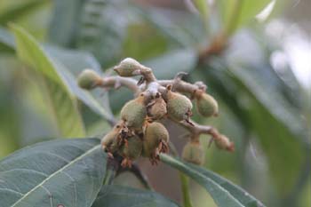 Níspero de Japón (Eriobotrya japonica)