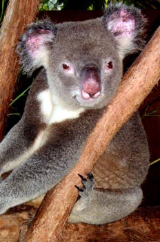 Koala, Australia