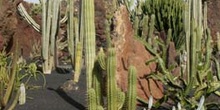 Pilosocereus y Echinopsis