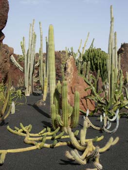 Pilosocereus y Echinopsis