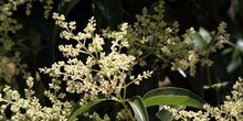 Aligustre - Flor (Ligustrum sp.)