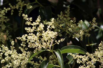 Aligustre - Flor (Ligustrum sp.)