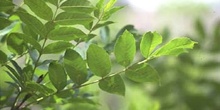 Fresno de hoja florido - Hoja (Fraxinus ornus)