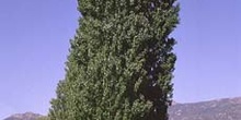 álamo negro - Porte (Populus nigra)