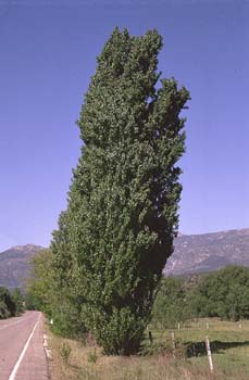 álamo negro - Porte (Populus nigra)