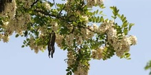 Pan y quesillos - Hoja, flor, fruto (Robinia pseudoacacia)