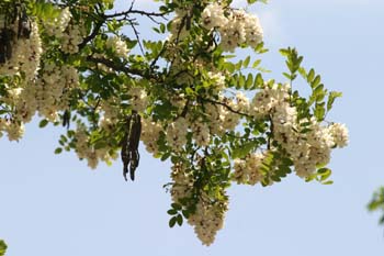 Pan y quesillos - Hoja, flor, fruto (Robinia pseudoacacia)