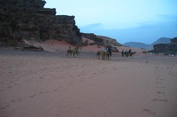 Camellos en el desierto Wadi Rum, Jordania