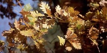 Rebollo / melojo - Hoja (Quercus pyrenaica)