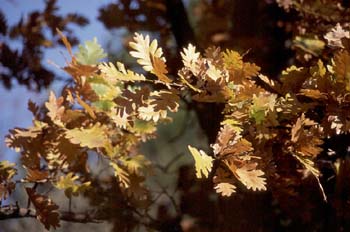 Rebollo / melojo - Hoja (Quercus pyrenaica)