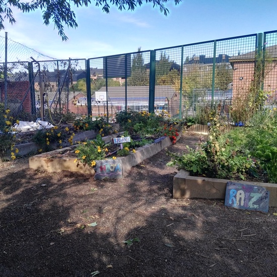 2019_05_El huerto del cole no para...CEIP FDLR_Las Rozas 19