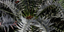 Encephalartos horridus