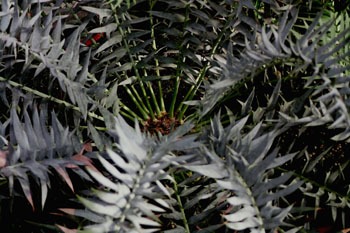 Encephalartos horridus