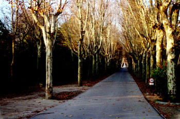 Calzada entre dos hileras de árboles