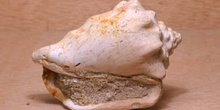 Caracola (Molusco-Gasterópodo) Eoceno