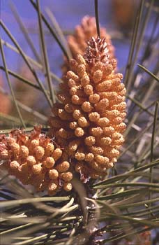 Pino resinero - Flor (Pinus pinaster)