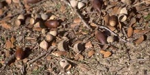 Encina - Suelo (Quercus ilex)