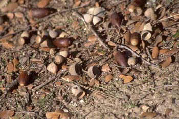 Encina - Suelo (Quercus ilex)