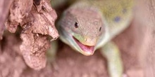 Lagarto ocelado (Lacerta lepida)