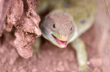 Lagarto ocelado (Lacerta lepida)