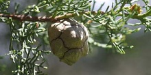 Ciprés - Piñas (Cupressus sempervivens)