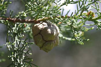 Ciprés - Piñas (Cupressus sempervivens)