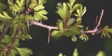 Espino majuelo - Hoja (Crataegus monogyna)