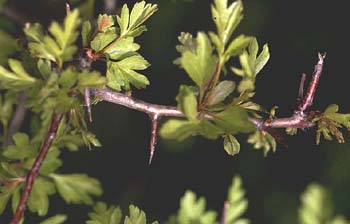 Espino majuelo - Hoja (Crataegus monogyna)